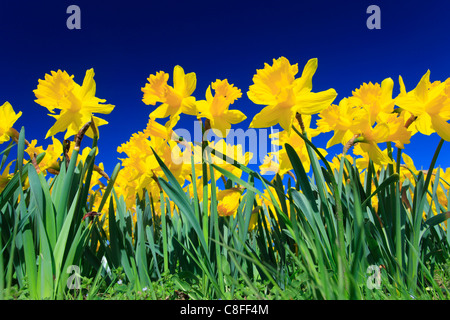 Fleur, fleurs, fleurs, fleurs, s'épanouir, champ, frog perspective, printemps, jardin, jardin, fleurs, narcisse jaune Banque D'Images