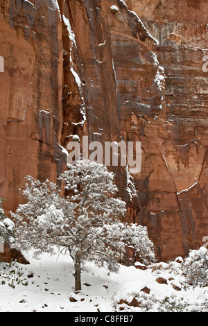 Neige fraîche sur une falaise de roche rouge et arbre, Zion National Park, Utah, United States of America Banque D'Images