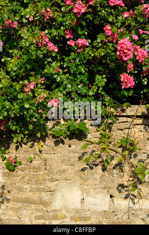 Roses sur un mur de pierre à Stowford Manor Farm, Farleigh Hungerford, Wiltshire Banque D'Images