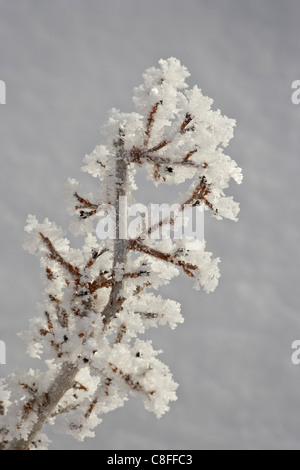 Givre sur une branche, Bryce Canyon National Park, Utah, United States of America Banque D'Images