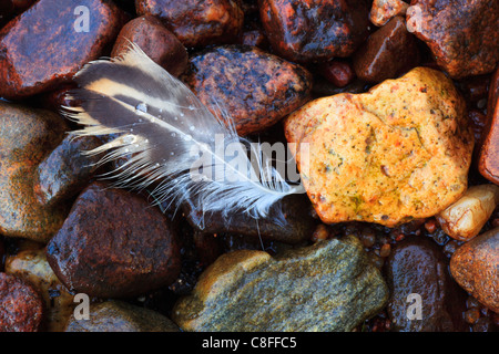 Anas platyrhynchos, détail, Cairngorms, plume, Plume de canard, macro, Mallard Ducking, close-up, parc national, parc, goutte Banque D'Images