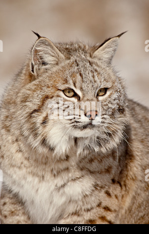 Lynx roux (Lynx rufus) dans la neige, en captivité, près de Bozeman, Montana, États-Unis d'Amérique Banque D'Images