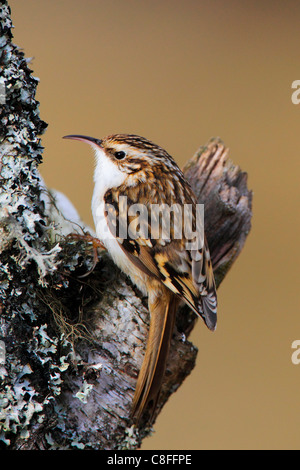 1, arbre, plantes grimpantes, plantes grimpantes, tronc,, Cairngorms, Certhia familiaris, Certhia Bruant commun, de l'alimentation, manger, Treecree Banque D'Images