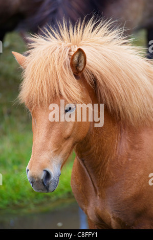 Chevaux Islandais, près de Vik, le sud de l'Islande (Islande, Sudurland, régions polaires Banque D'Images