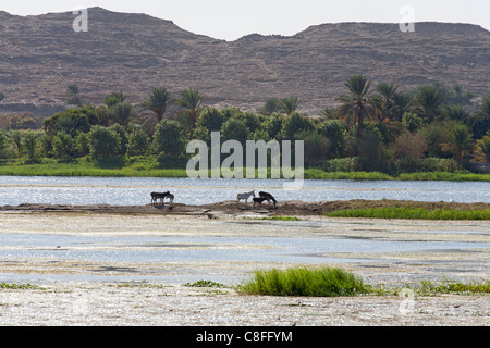 Six ânes brouter sur une petite île sur le Nil avec des vasières à l'avant, et la rivière, de palmiers et de montagnes en arrière-plan, l'Égypte Banque D'Images
