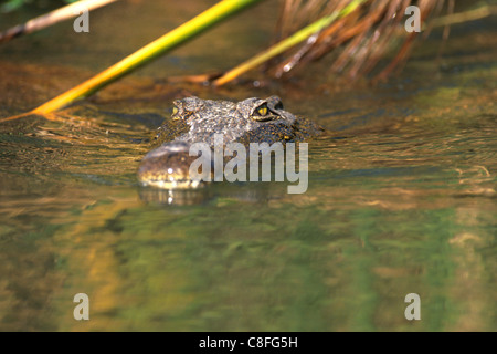 Un crocodile du Nil (Crocodylus niloticus) dans l'eau, Moremi, Okavango Delta, Botswana Banque D'Images