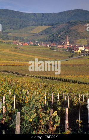 Kaysersberg, village, Route des Vins d'Alsace, et son unique clocher tordu, des vignobles, Haut Rhin, Alsace, France Banque D'Images