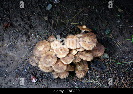 Groupe de l'Armillaria champignons croissant sur une souche d'arbre au cours d'un été chaud humide à New York Banque D'Images