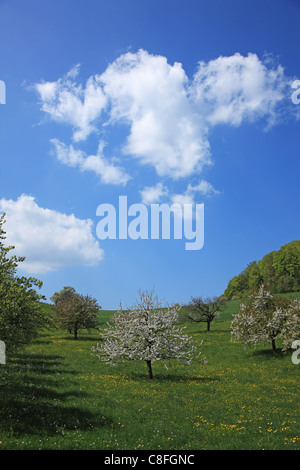 Voyages, Nature, l'Agriculture, de l'Europe, suisse, Bâle-Campagne, les terres agricoles, rurales, tranquille, panoramique, Paysage, ciel bleu, nuage, Gree Banque D'Images