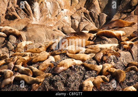 L'otarie de Steller (Eumetopias jubatus) dans la région des îles de cinq doigts de Frederick Sound, le sud-est de l'Alaska, Alaska, USA Banque D'Images