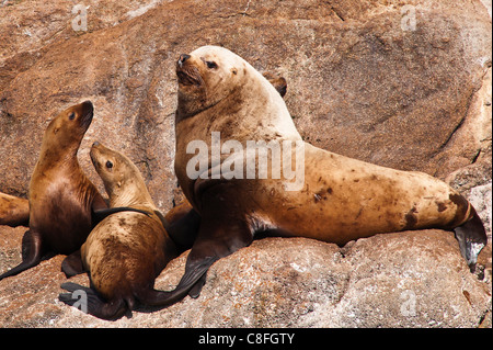 L'otarie de Steller (Eumetopias jubatus) dans la région des îles de cinq doigts de Frederick Sound, le sud-est de l'Alaska, Alaska, USA Banque D'Images