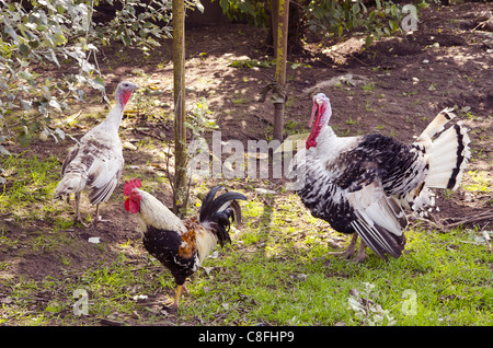 La Turquie et coq. Animaux de la ferme. L'agriculture dans le jardin. Banque D'Images
