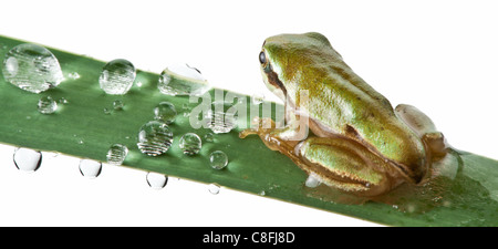 Petite grenouille sur rush isolé sur un fond blanc. Banque D'Images