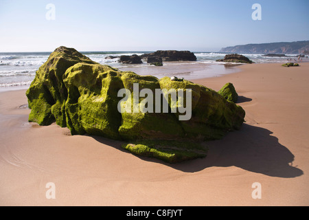 Praia do Guincho, algues vertes couvertes rock en lumière du soir avec white rose Banque D'Images