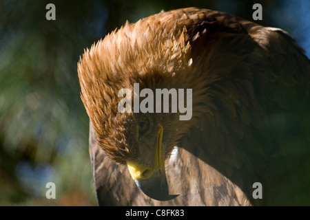 Un aigle (Aquila rapax) en captivité dans le Suffolk, sanctuaire Owl Stonham Barns Banque D'Images