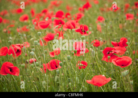 Domaine de fleurs de pavot sauvage. Banque D'Images