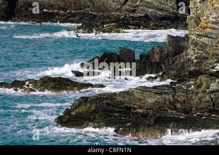 La base de la falaise, Penrhyn Mawr, Anglesey, Pays de Galles. Banque D'Images