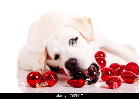 Beau Labrador retriever jouant avec des boules de Noël, isolé sur fond blanc Banque D'Images