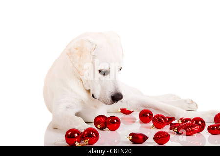 Beau Labrador retriever entouré par des boules de Noël, isolé sur fond blanc Banque D'Images