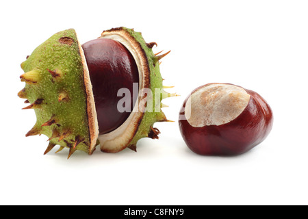 Deux conkers, l'un toujours dans la coquille. Isolé sur un fond blanc. Banque D'Images