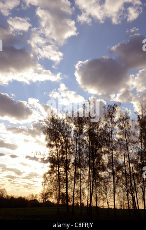 Ciel coucher de soleil nuageux caché derrière les arbres. Banque D'Images