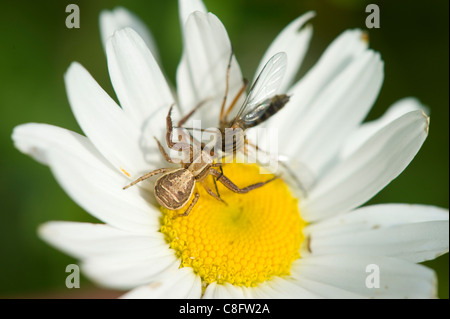 Araignée crabe (Xysticus cristatus) sur fleur avec une grue fly Banque D'Images