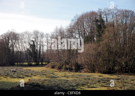 Alnus glutinosa aulne européen commun en hiver Banque D'Images