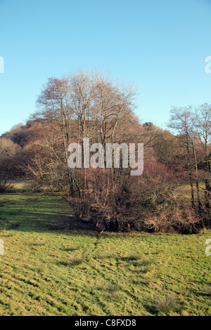 Alnus glutinosa aulne européen commun en hiver Banque D'Images