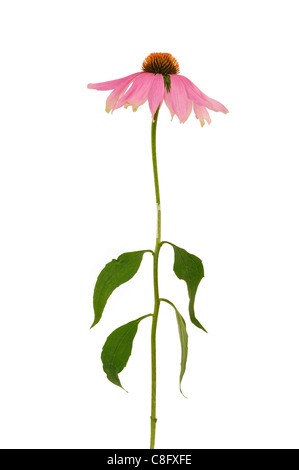 Echinacea purpurea fleur sur fond blanc - isolé Banque D'Images