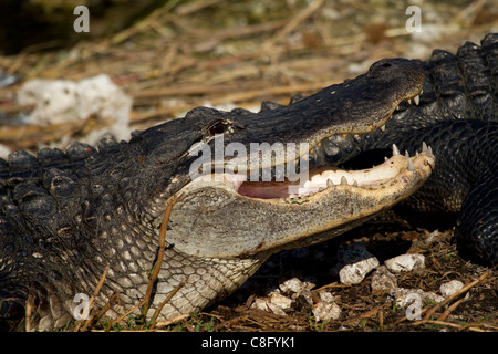 Crocodile (Crocodylus acutus) Banque D'Images