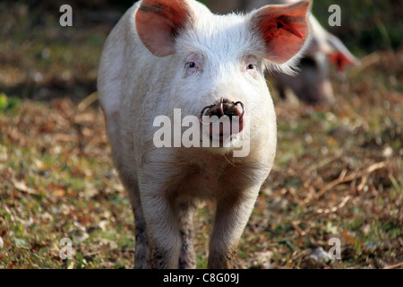 Porc avec anneau dans le nez dans la nouvelle Forêt Banque D'Images