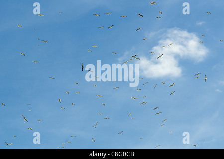 Flock of seagulls flying over landfill site in Emersons Green Bristol uk Banque D'Images