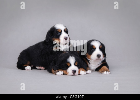 Trois chiots Bouvier Bernois portrait à fond gris Banque D'Images