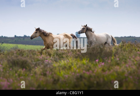 Deux nouveaux poneys qui traverse la forêt de bruyère. C'est dans le parc national New Forest, Hampshire, Royaume-Uni. Banque D'Images