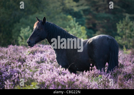 Un beau poney noir profond dans la poitrine l'article Heather fleurs sur une journée ensoleillée en été. L'éclairage de fond présente le poney. Banque D'Images