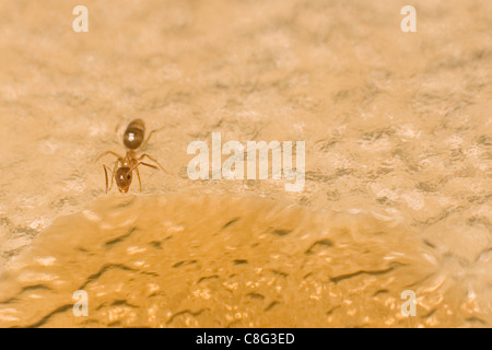 Ant La consommation d'un goutte de Cola Banque D'Images