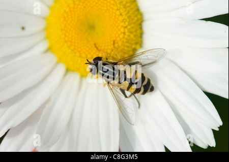 Helophilus trivittatus hoverfly (européenne) sur une fleur Banque D'Images