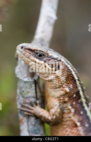 Lézards Zootoca vivipara (forêt) Banque D'Images