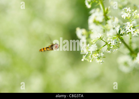 Hoverfly (Syrphus ribesii) en vol Banque D'Images