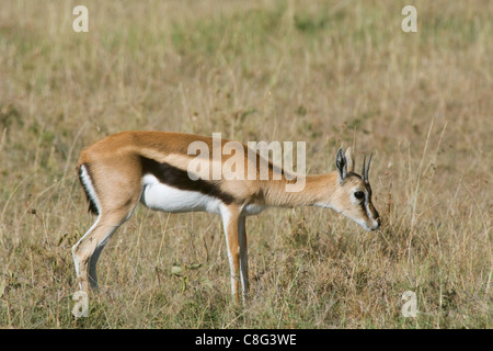 Une jeune gazelle de Thomson (Eudorcas thomsonii) Banque D'Images