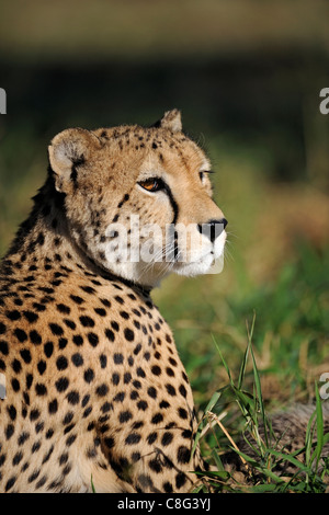 Le Guépard (Acinonyx jubatus) Banque D'Images