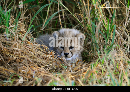 Le Guépard (Acinonyx jubatus) Banque D'Images