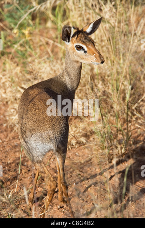 Kirk's dik-dik (Madoqua kirkii) Banque D'Images