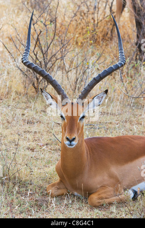 Le repos Impala (Aepyceros melampus) Banque D'Images