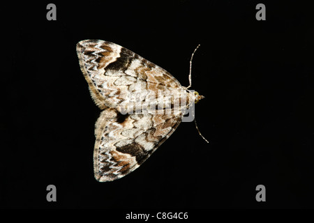 Tapis de marbre foncé marbré ou du Nord (Dysstroma citrata) Tapis sur fond noir Banque D'Images