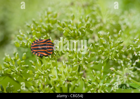 Le bug du bouclier de la famille Graphosoma lineatum Pentatomidae Banque D'Images