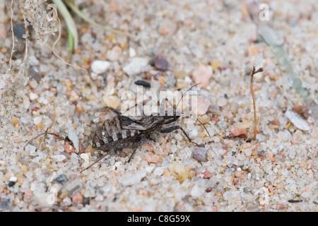 Heath (Coranus subapterus assassin bug) Banque D'Images