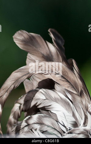 Light Sussex Coq Bantam tail feathers Banque D'Images