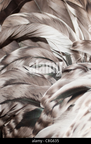 Light Sussex Coq Bantam tail feathers Banque D'Images