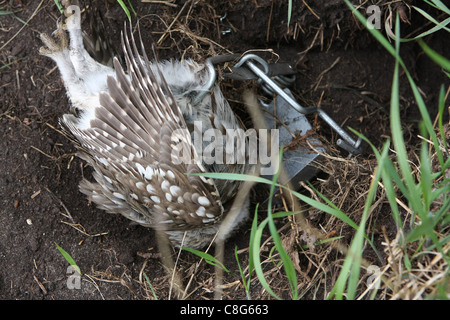 Emprisonné illégalement petit hibou dans un piège à Fenn Banque D'Images